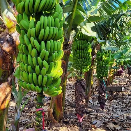 Casa Tio Manuel Lantställe