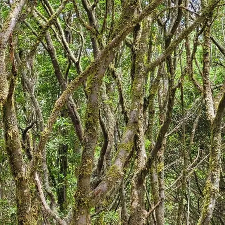 カントリーハウス Casa Tio Manuel *